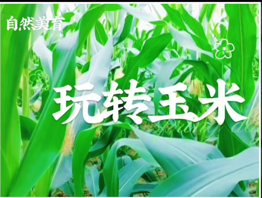 9.28小三班本土资源《玩转玉米🌽》
